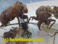 /home//u458753944/public_html/sourcegallery//Insects and small critters/silliness/P1040996.JPG